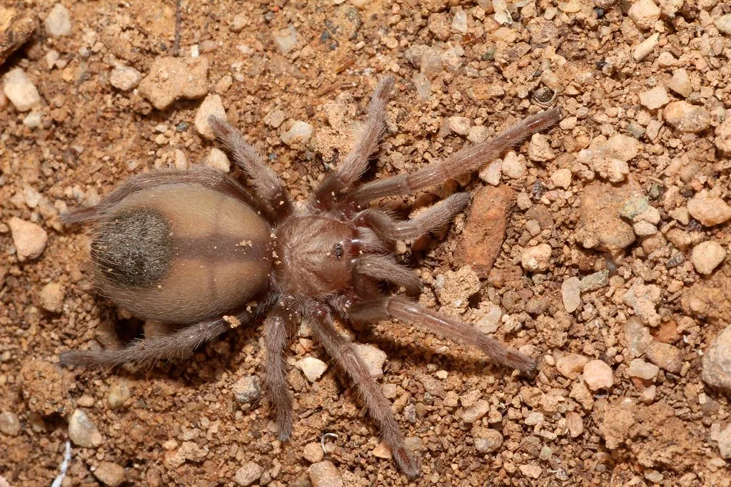 /img/17775-tarantula-observation-tools.webp