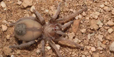 /img/17775-tarantula-observation-tools.webp
