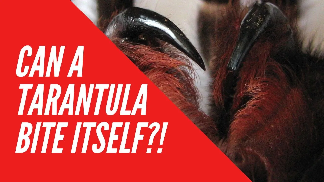 17776 california tarantula closeup