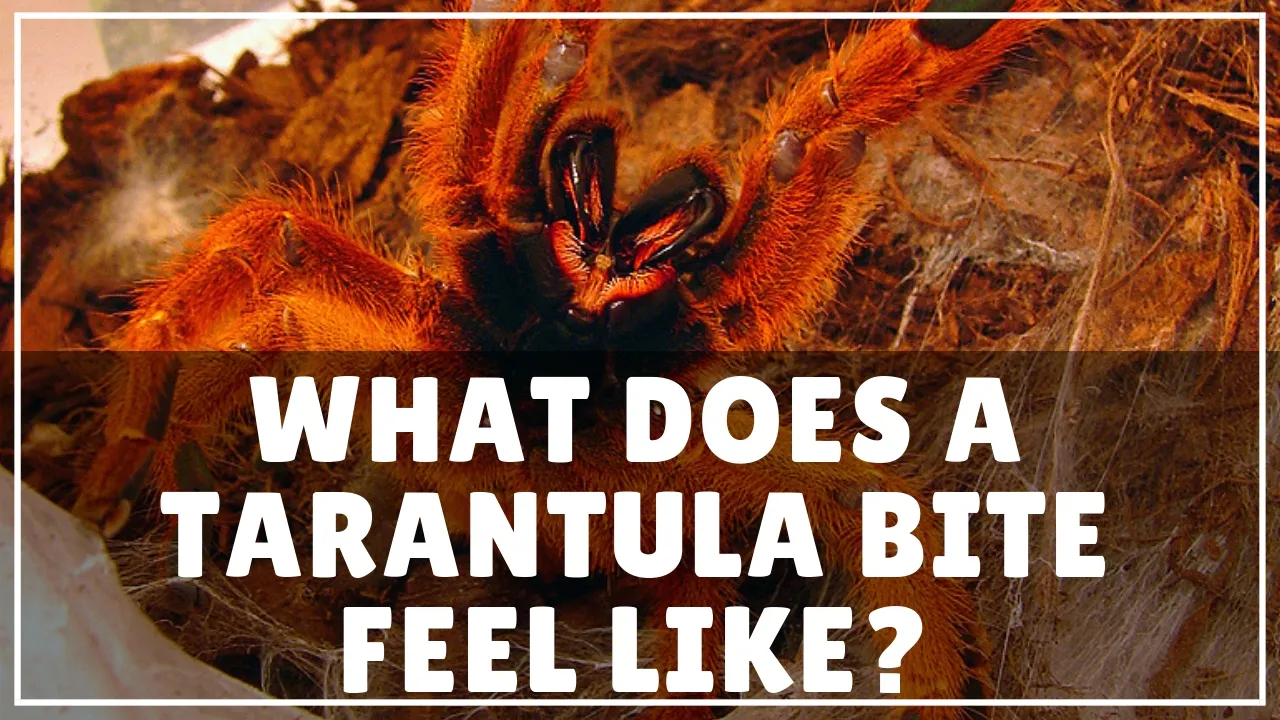 17776 california tarantula habitat
