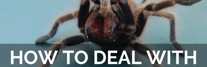 /img/17776-california-tarantula-identification.webp