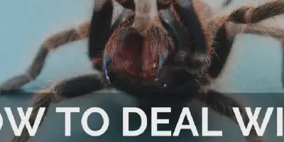 /img/17776-california-tarantula-identification.webp