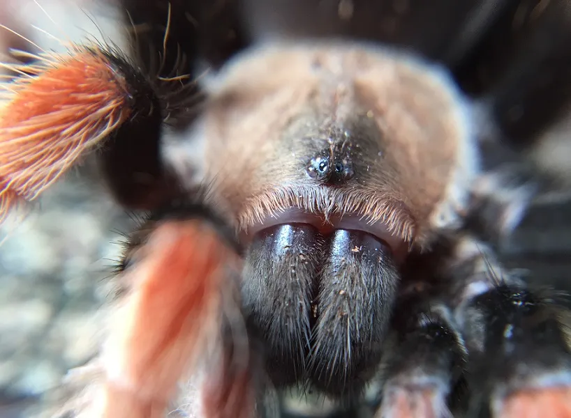 17776 tarantula bite site