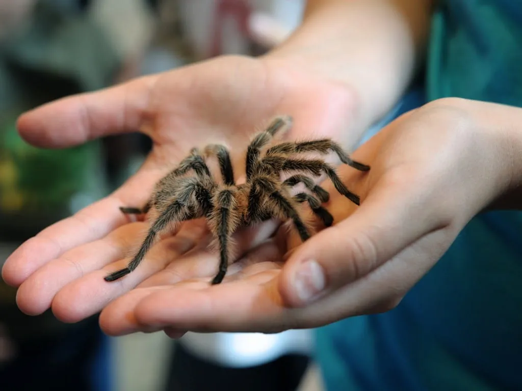 17776 tarantula handling safety