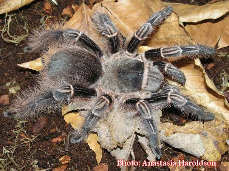 17777 chilean rose hair tarantula