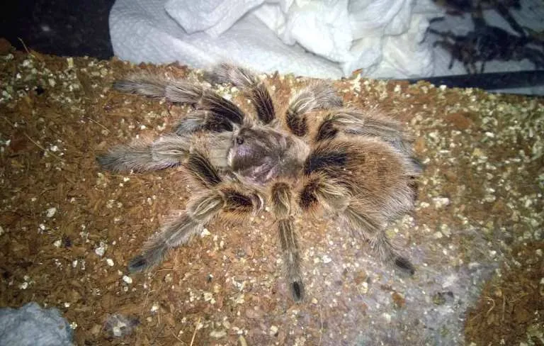 17777 curly hair tarantula