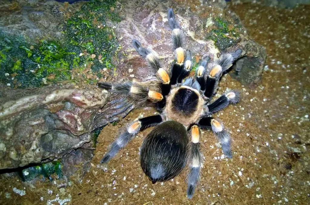 17777 mexican red knee tarantula