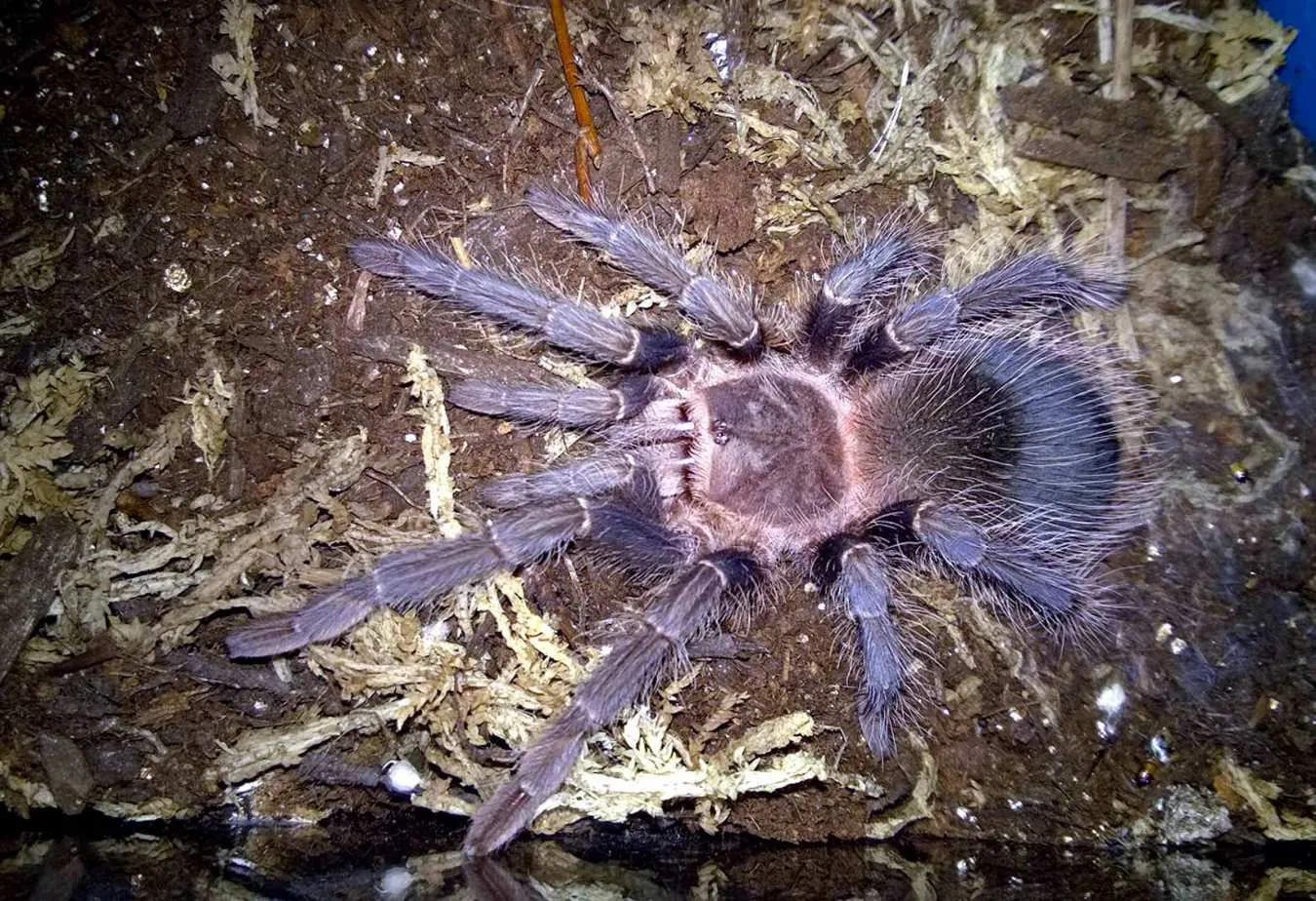 17777 striped knee tarantula