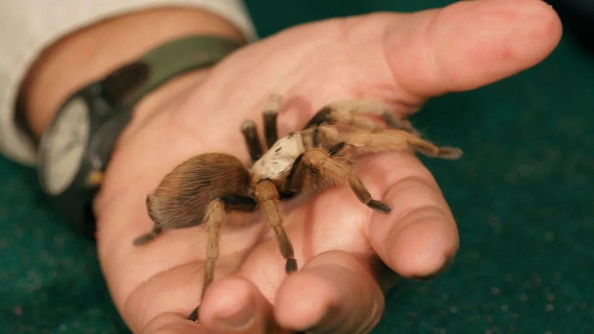 17777 tarantula care basics