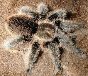 /img/17777-tarantula-enclosure.webp