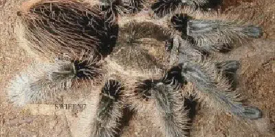 /img/17777-tarantula-enclosure.webp