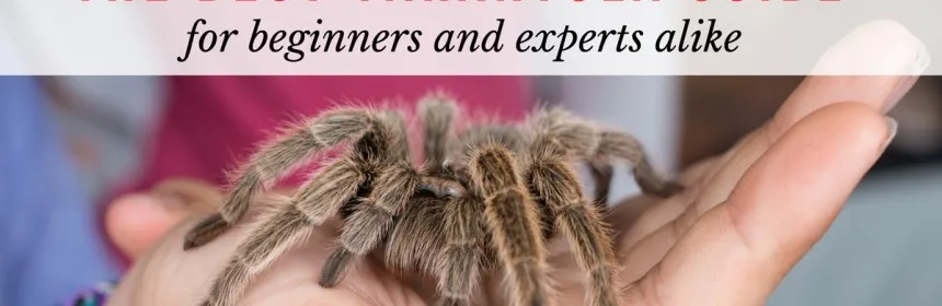 17777 tarantula temperament