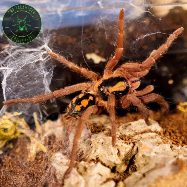 17778 pumpkin tarantula close up