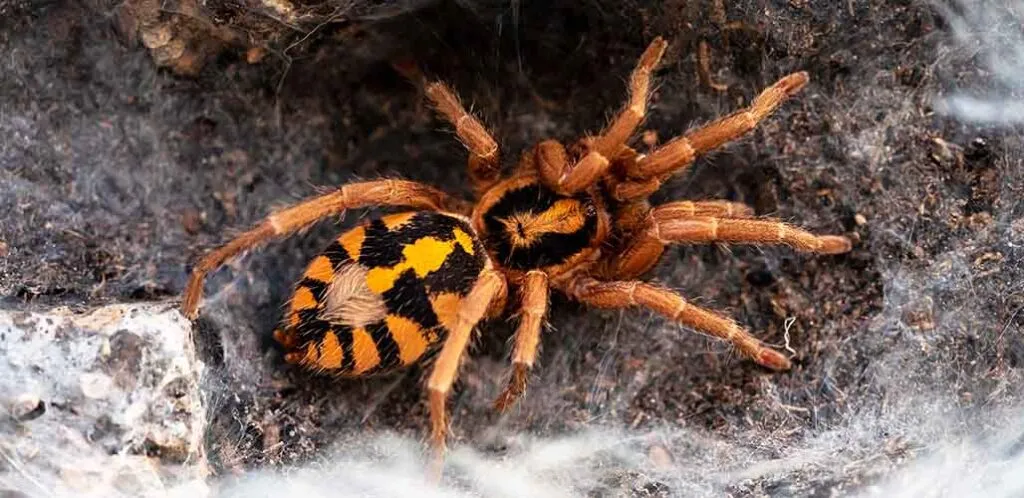 /img/17778-pumpkin-tarantula-conservation.webp