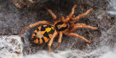 /img/17778-pumpkin-tarantula-conservation.webp