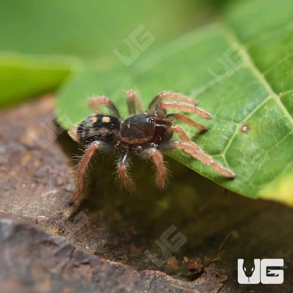 17778 pumpkin tarantula feeding