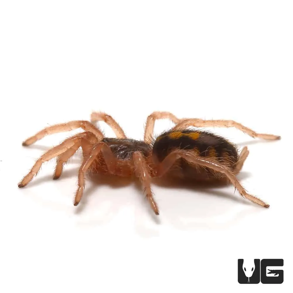 17778 pumpkin tarantula habitat
