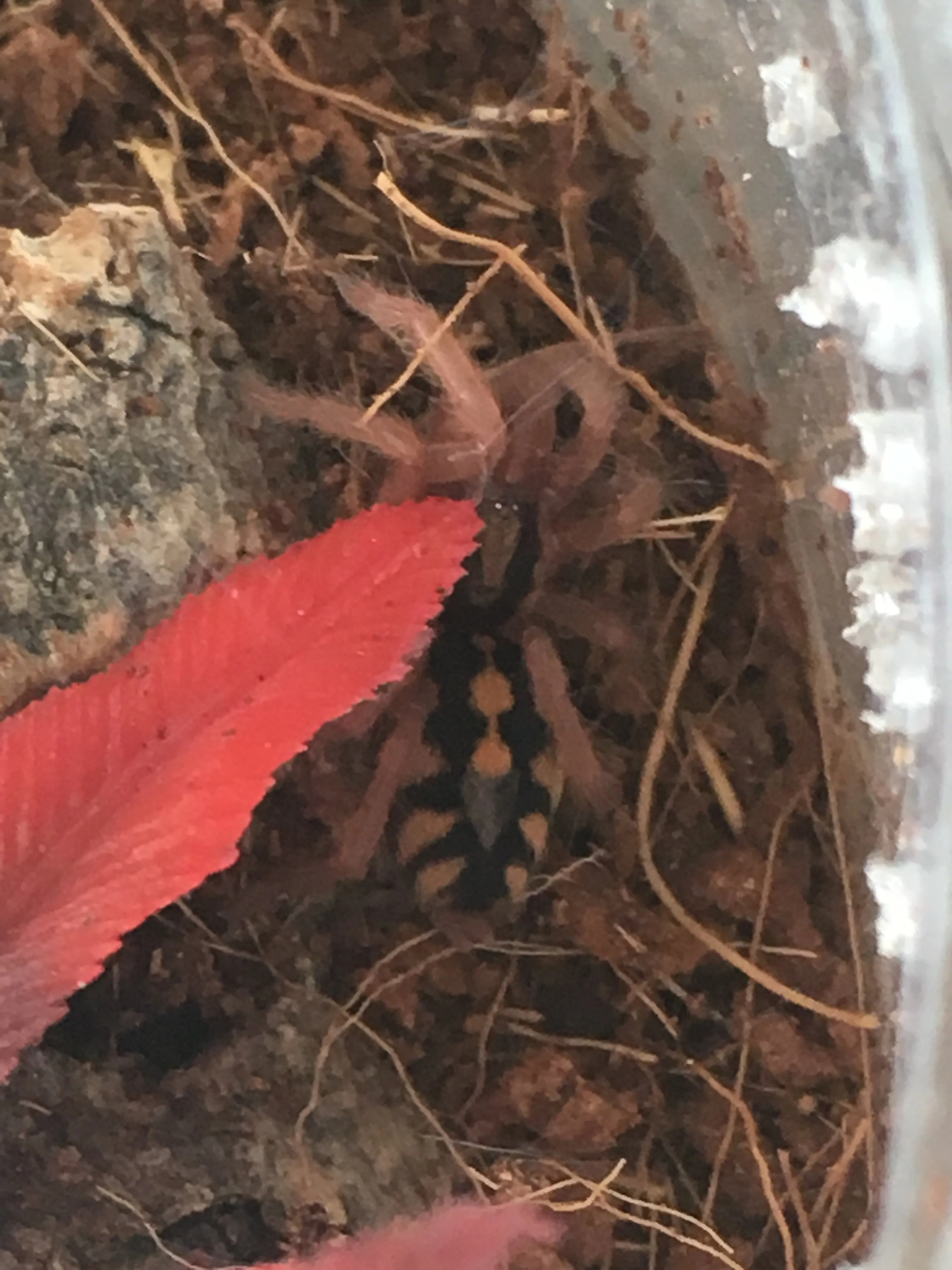 17778 pumpkin tarantula handling