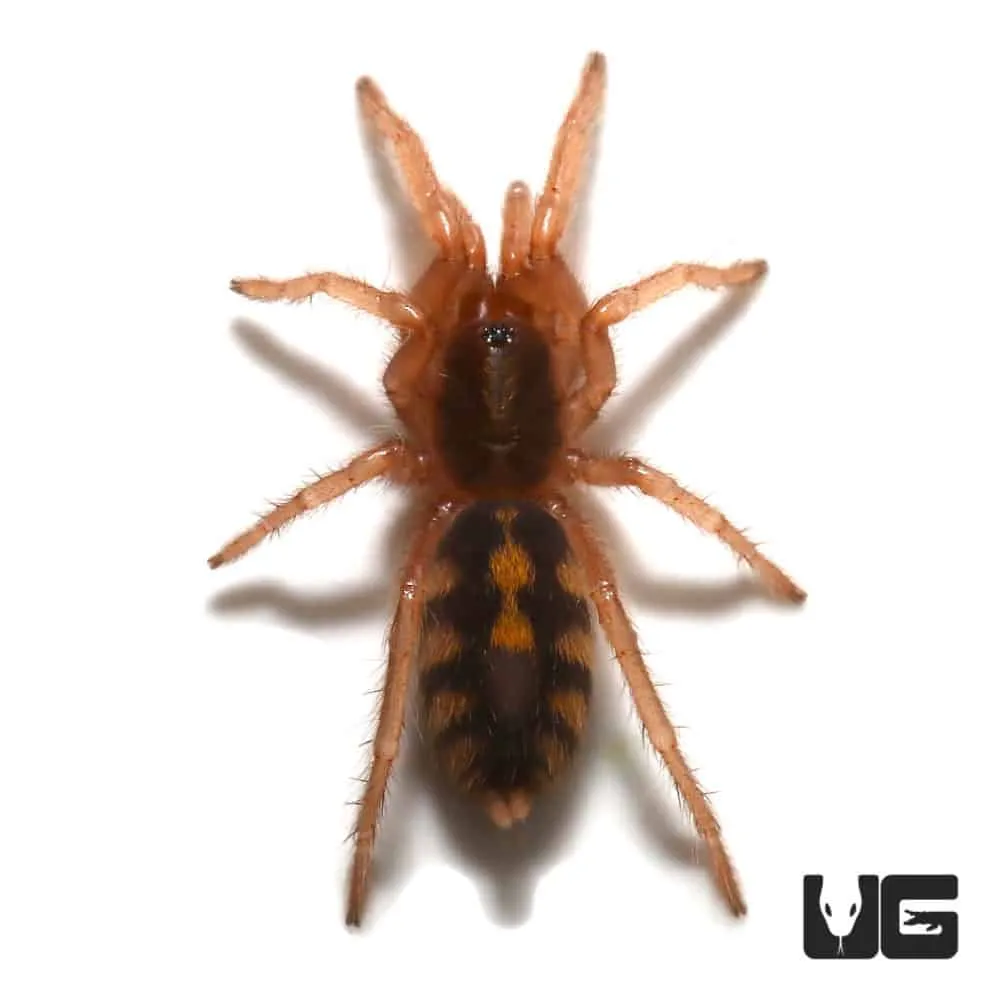 17778 pumpkin tarantula molting