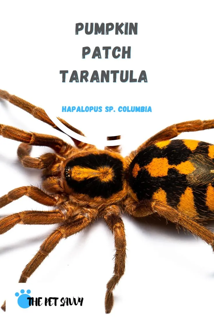 17778 pumpkin tarantula overview