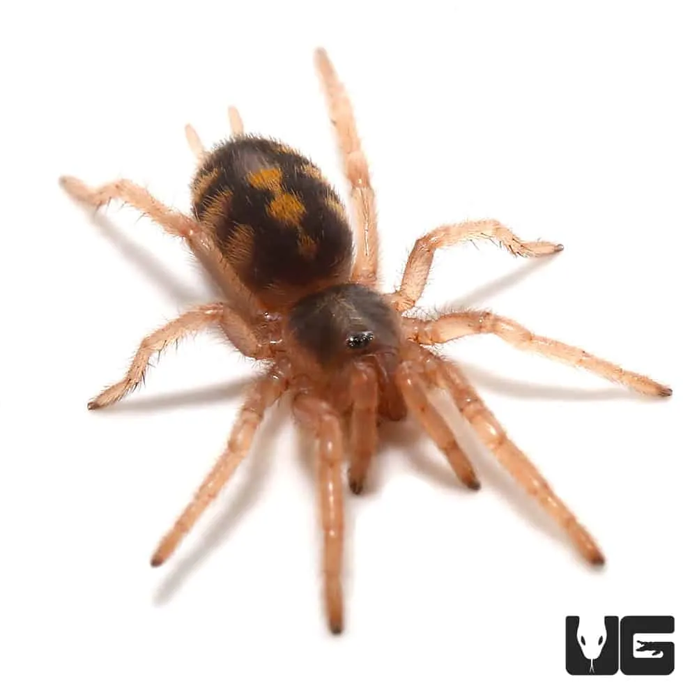 17778 pumpkin tarantula urticating hairs