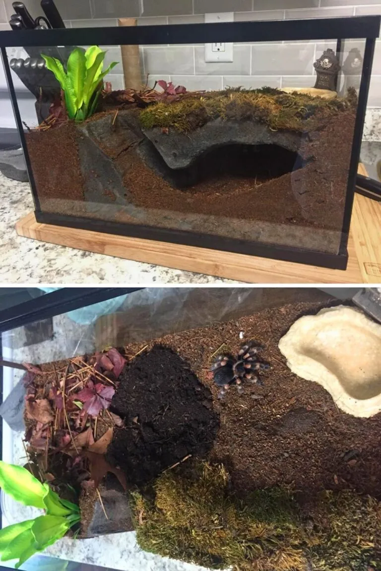 /img/17779-beginner-tarantula-enclosure.webp