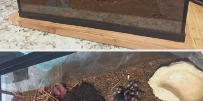 /img/17779-beginner-tarantula-enclosure.webp