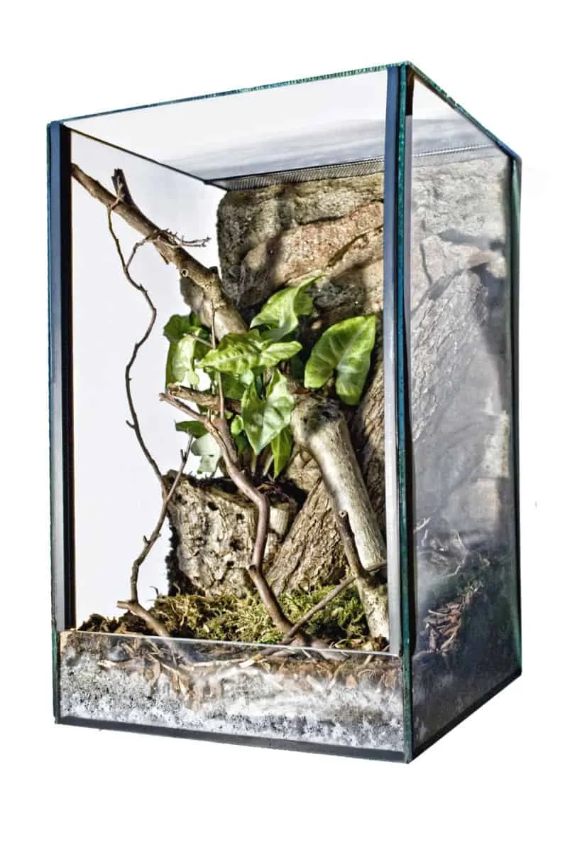 17779 cleaning tarantula enclosure