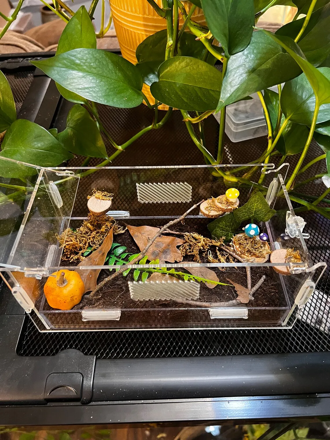 17779 glass vs acrylic tarantula enclosures