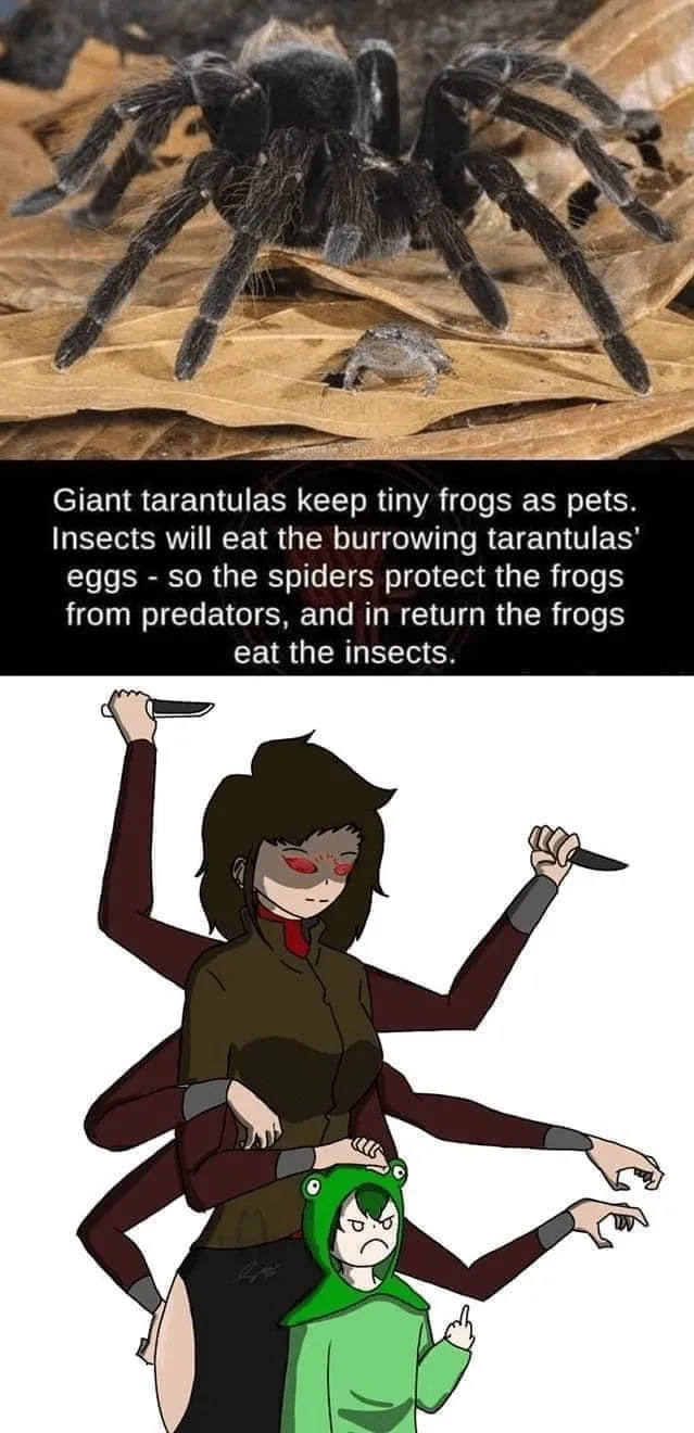 17780 tarantula meme mischievous
