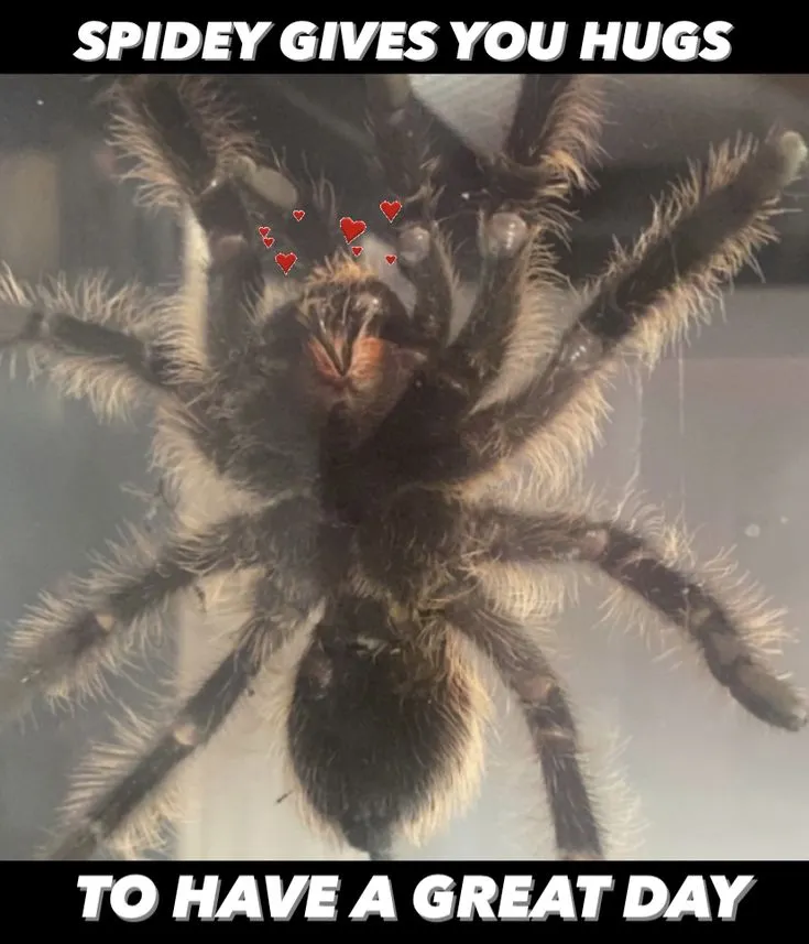 17780 tarantula meme punny