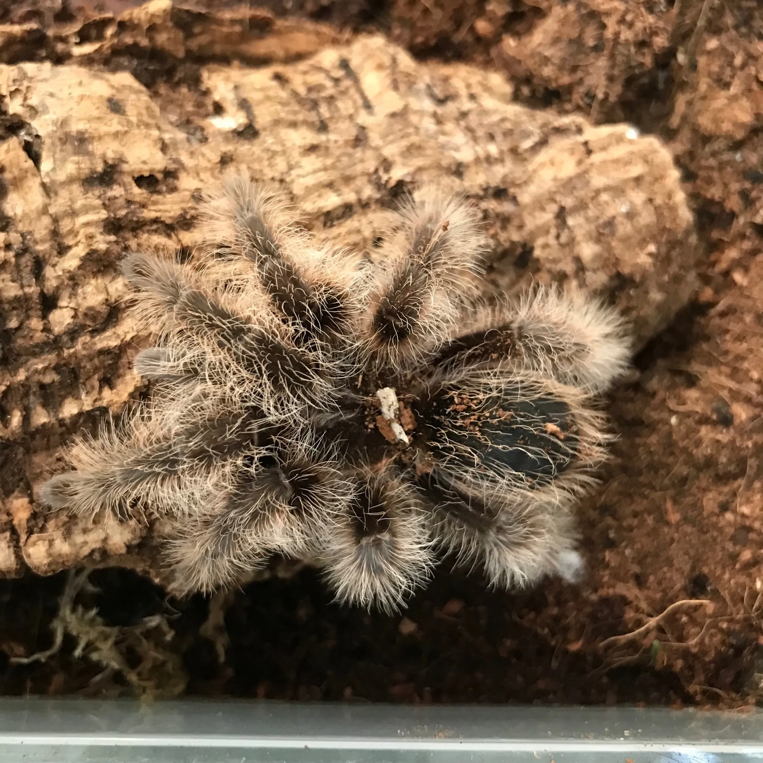 /img/17781-fringed-tarantula-cleaning.webp