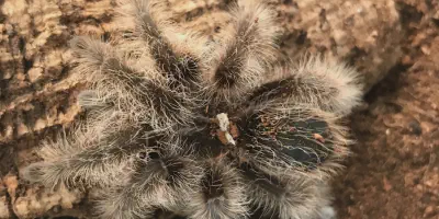 /img/17781-fringed-tarantula-cleaning.webp