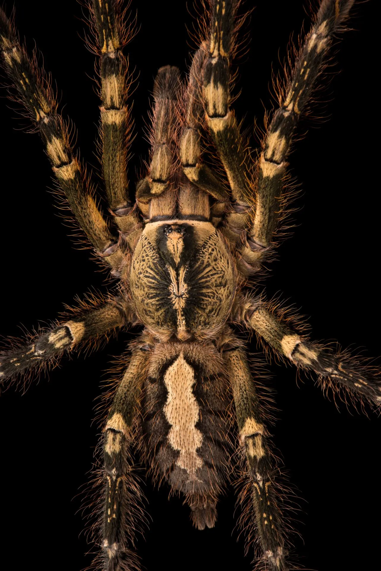 17781 fringed tarantula enclosure