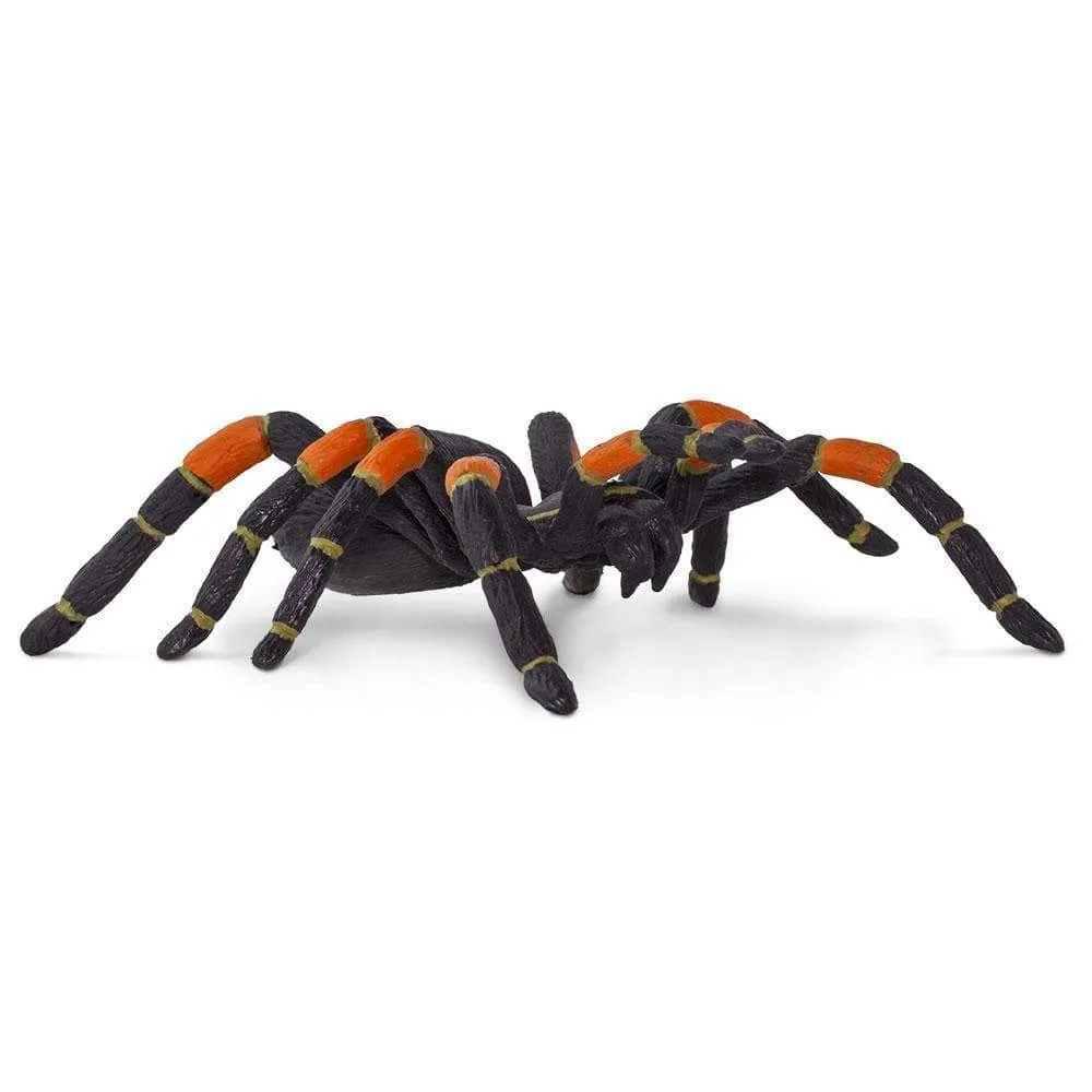 17781 healthy fringed tarantula