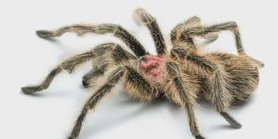 /img/17783-rose-hair-tarantula-cost-saving.webp