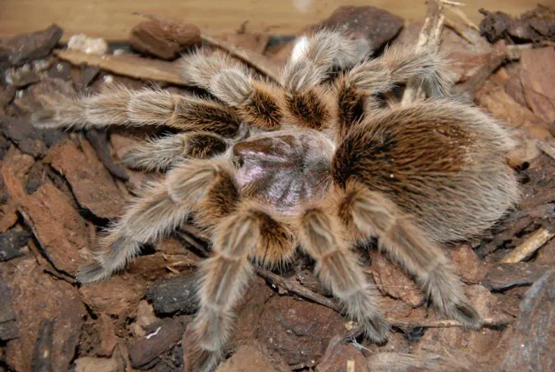 17783 tarantula enclosure