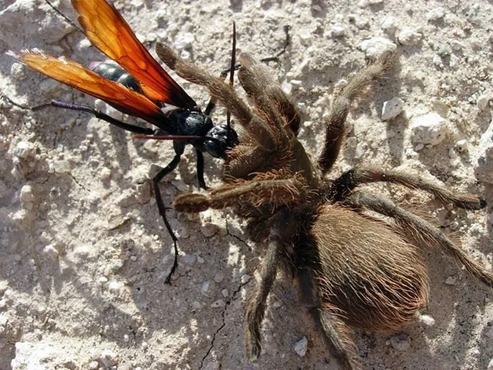 /img/17786-controlling-water-bug-population.webp
