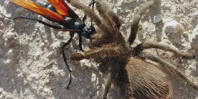 /img/17786-controlling-water-bug-population.webp