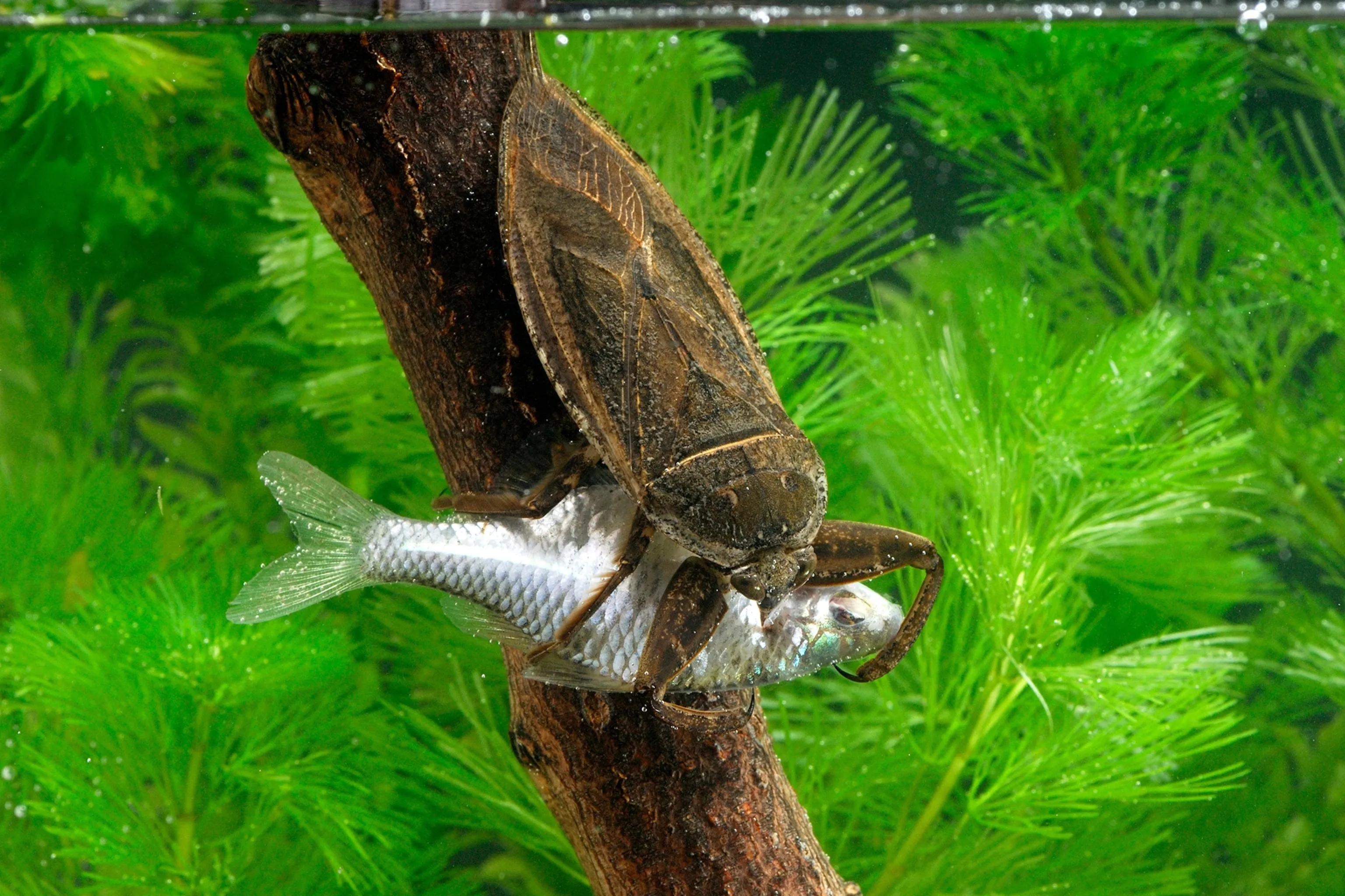 17786 tarantula in habitat