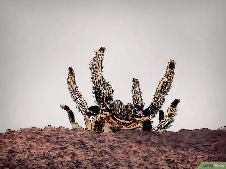 /img/17787-tarantula-molting-care.webp