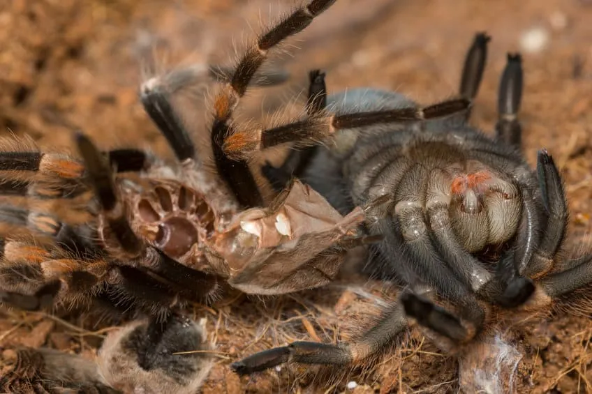 17787 tarantula molting process step