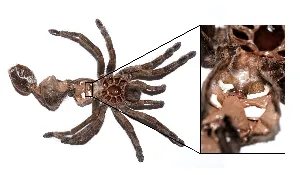 17787 tarantula molting signs