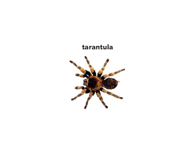 /img/17788-online-dictionary.webp