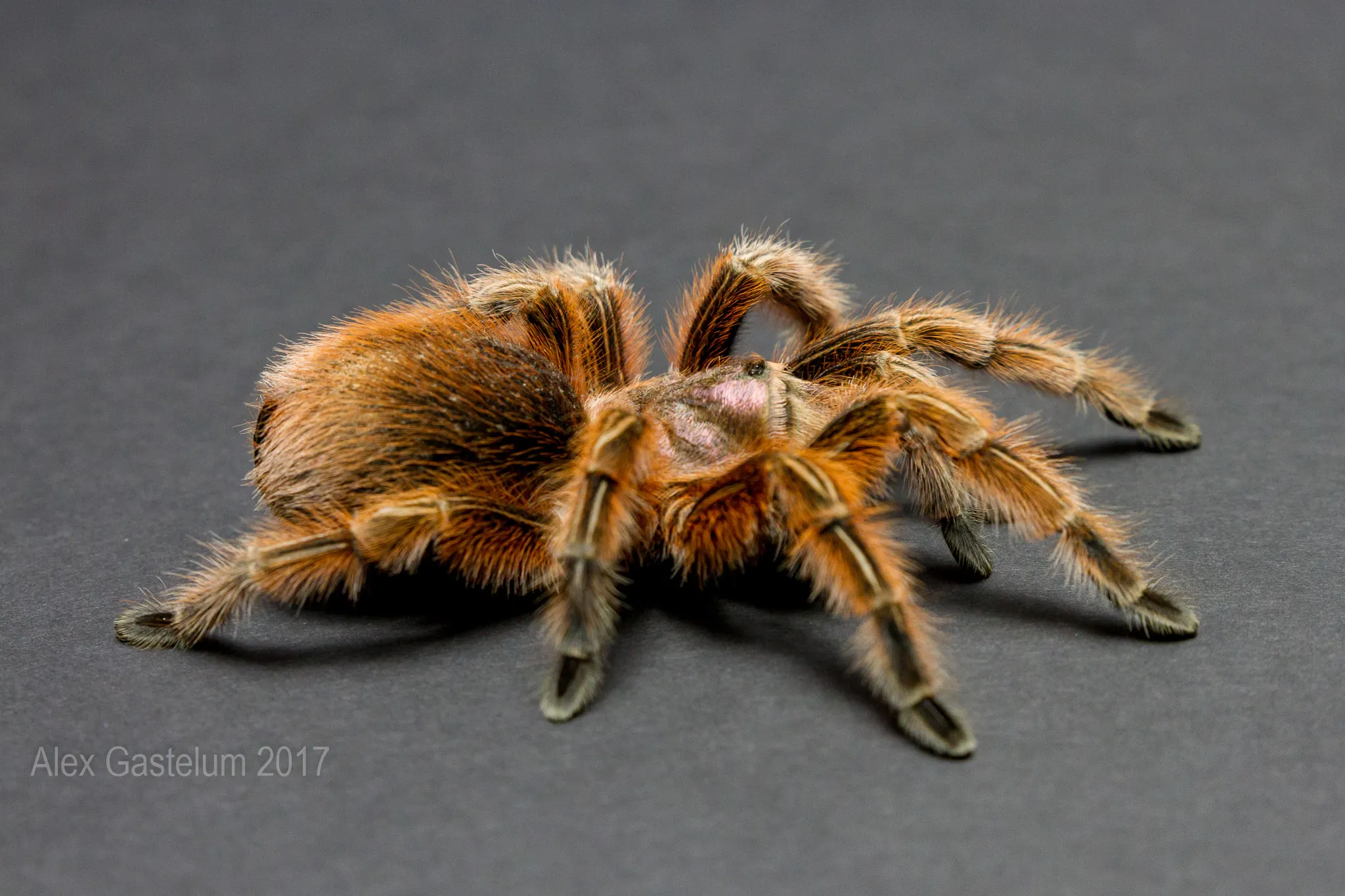 17788 tarantula translation header