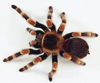 17788 tarantula translation origins