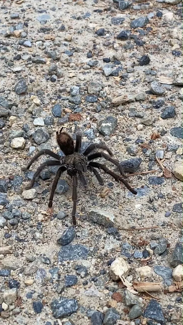 /img/17791-ganjagold-tarantula-breeding.webp