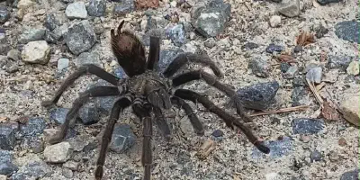 /img/17791-ganjagold-tarantula-breeding.webp