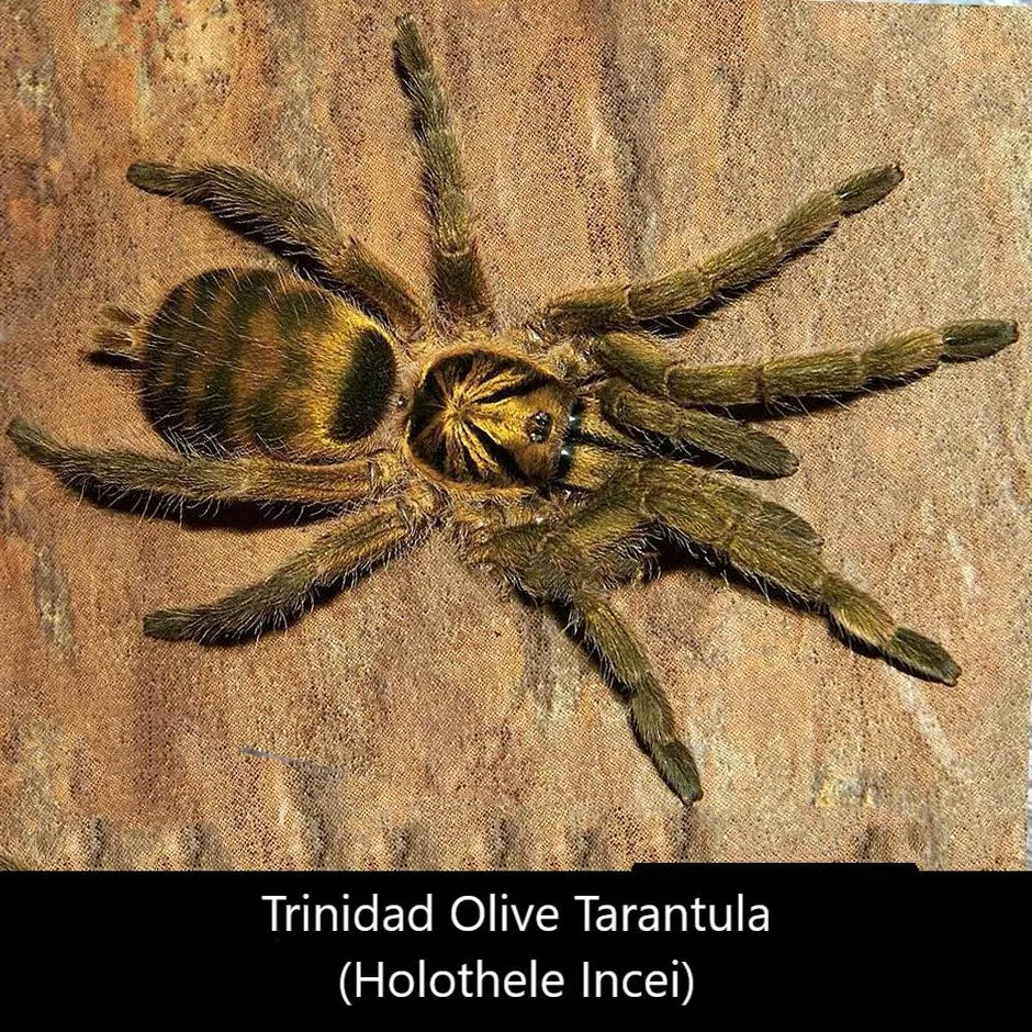 17791 ganjagold tarantula enclosure