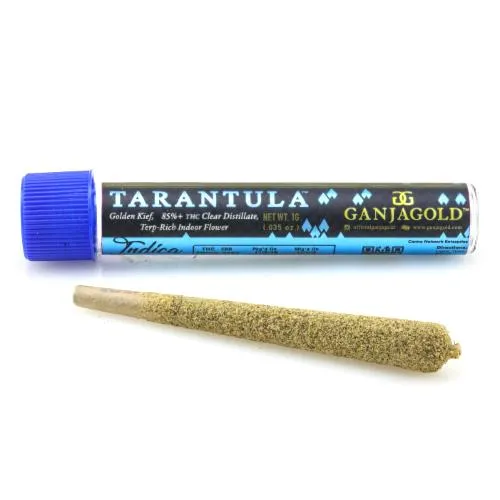 17791 ganjagold tarantula molting